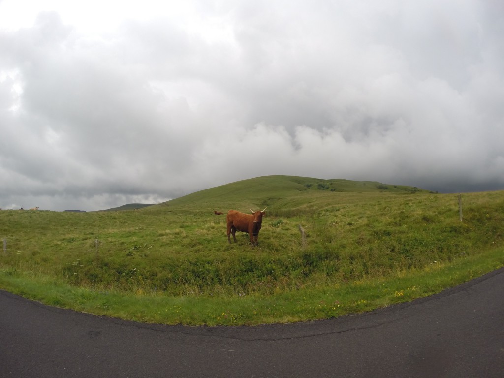 Etape 8: Une vache