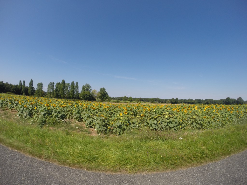 Champs de tournesol